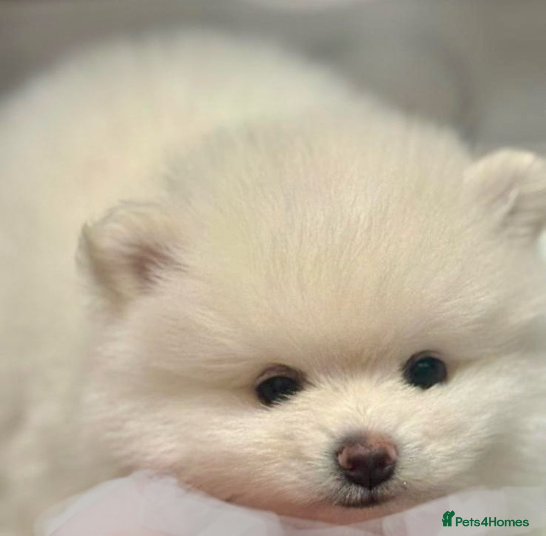 Pomeranian dogs for sale: 🌸Mini White Pomeranian Puppies – Last Girls! 🌸 - Advert 19