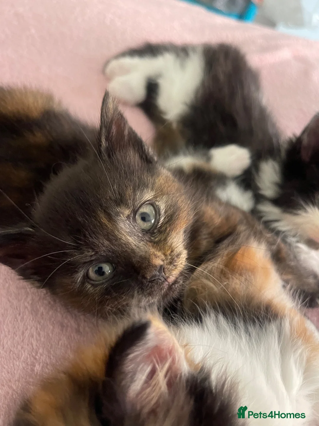 Mixed Breed cats for sale: Kittens  - Advert 7