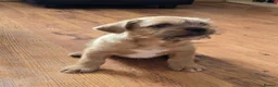 Mixed Breed dogs for sale: Ready for new home Shih Tzu cross puppies in Bury - Advert 7