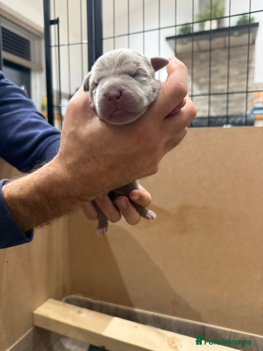 Mastiff dogs for sale: Neapolitan Mix - Image 10