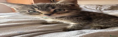 Male kitten 
