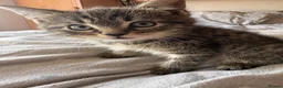 Mixed Breed cats for sale: 8 week old male kittens - Advert 2