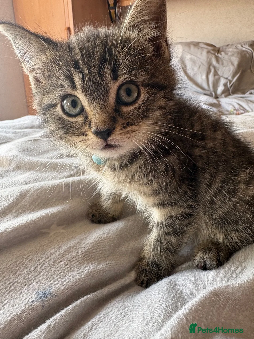 Mixed Breed cats for sale: 8 week old male kittens - Advert 2