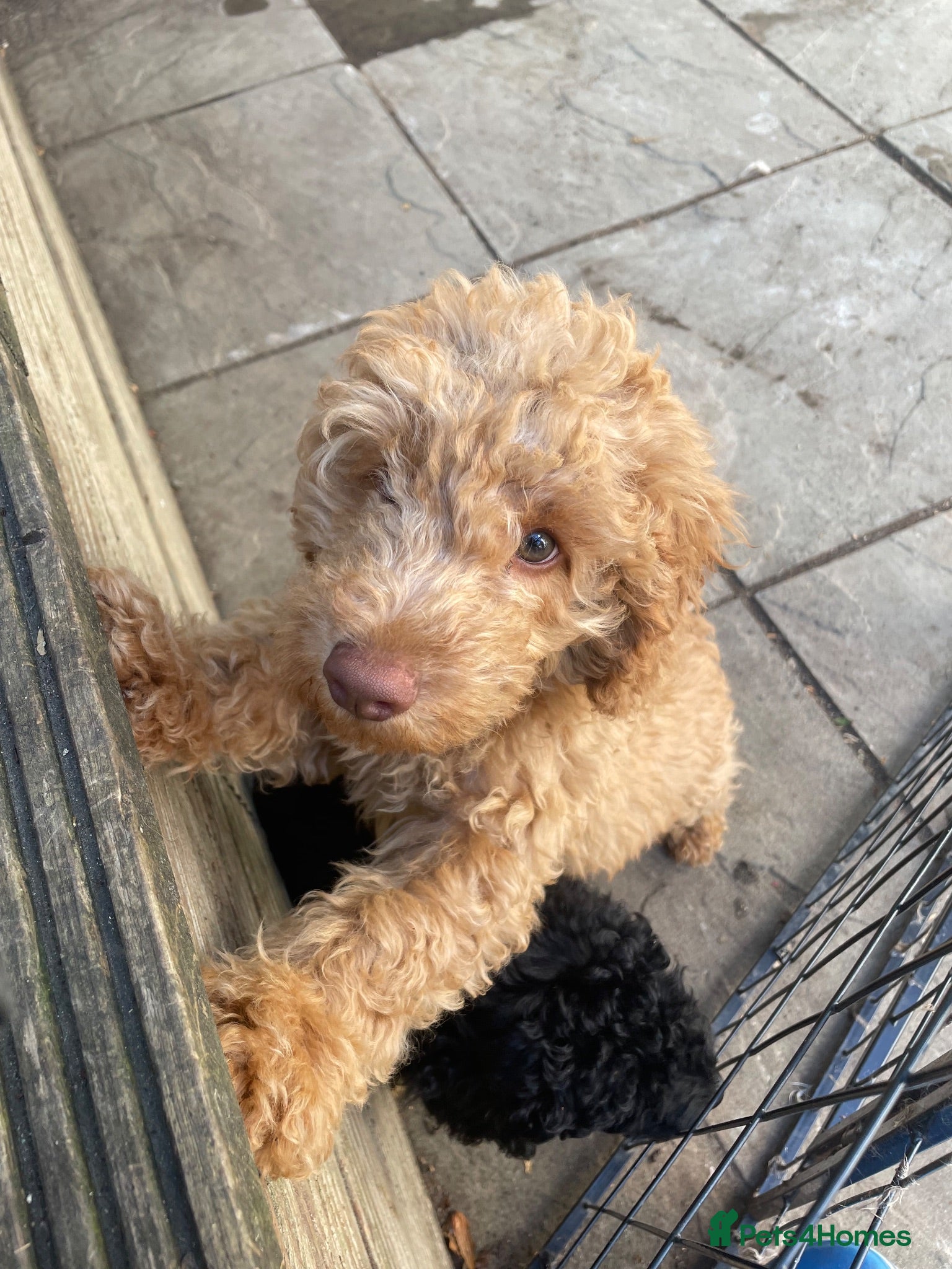 Labradoodle dogs F3 miniature labradoodles fully vac 2 boys left - Advert 2