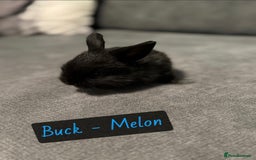 Mini Lop rabbits for sale: PURE BREED BABY MINI LOPS - Image 5