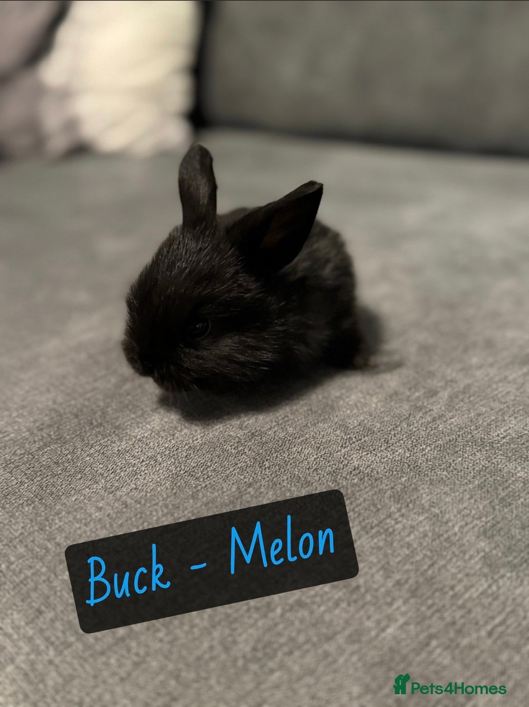 Mini Lop rabbits for sale: PURE BREED BABY MINI LOPS - Image 5