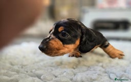 Miniature Dachshund dogs for sale: ✨5star✨ True miniatures, Licenced breeder, KC reg - Image 5