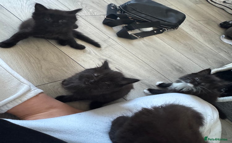 Domestic Shorthair cats - Advert 1