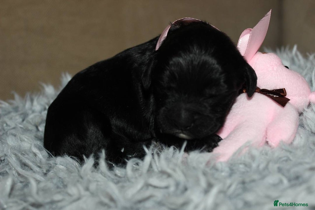 Goldendoodle dogs for sale: F1 Goldendoodle black Puppies - Advert 14