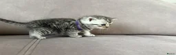 Mixed Breed cats for sale: 🐾✨ BEAUTIFUL FLUFFY PERSIAN-MIX KITTENS ✨🐾 - Advert 9