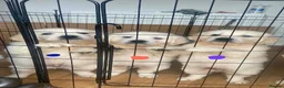 Golden Retriever dogs for sale: STUNNING SHOW LINE GOLDEN RETRIEVER PUPPIES - Advert 4