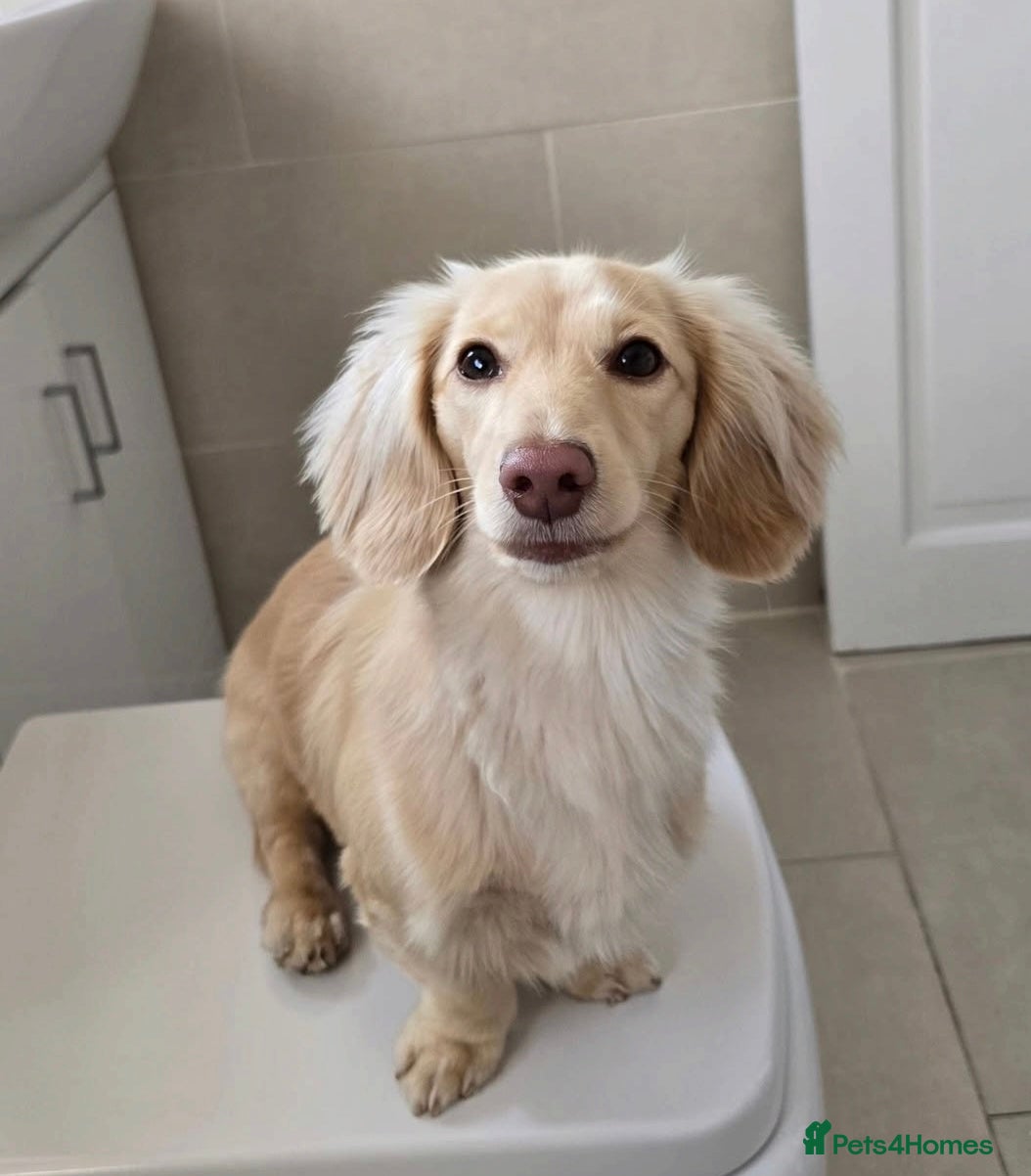 Dachshund dogs Minature Longhaired Cream - Advert 10