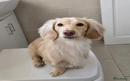 Dachshund dogs for stud: Minature Longhaired Cream - Advert 1