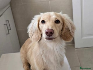 Dachshund dogs Minature Longhaired Cream - Advert 1