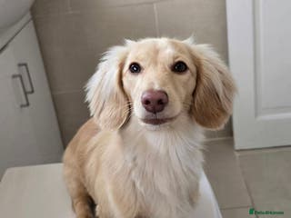 Dachshund dogs Minature Longhaired Cream - Advert 20