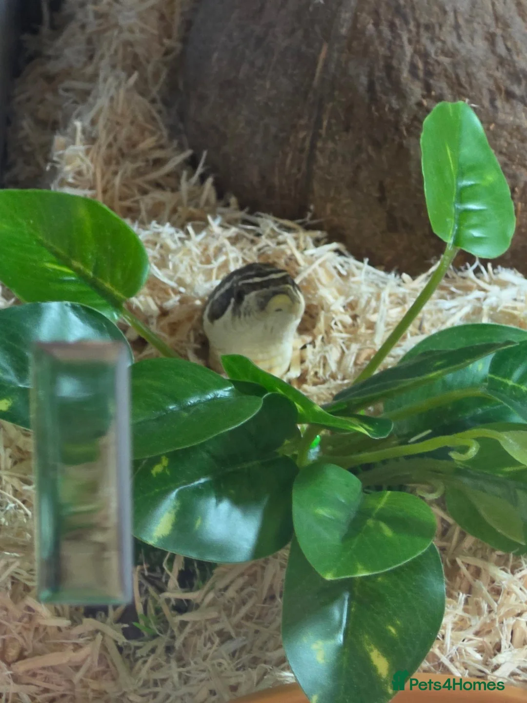Snake reptiles for sale: Western hognose conda morph CB22 in Chesterfield - Advert 6