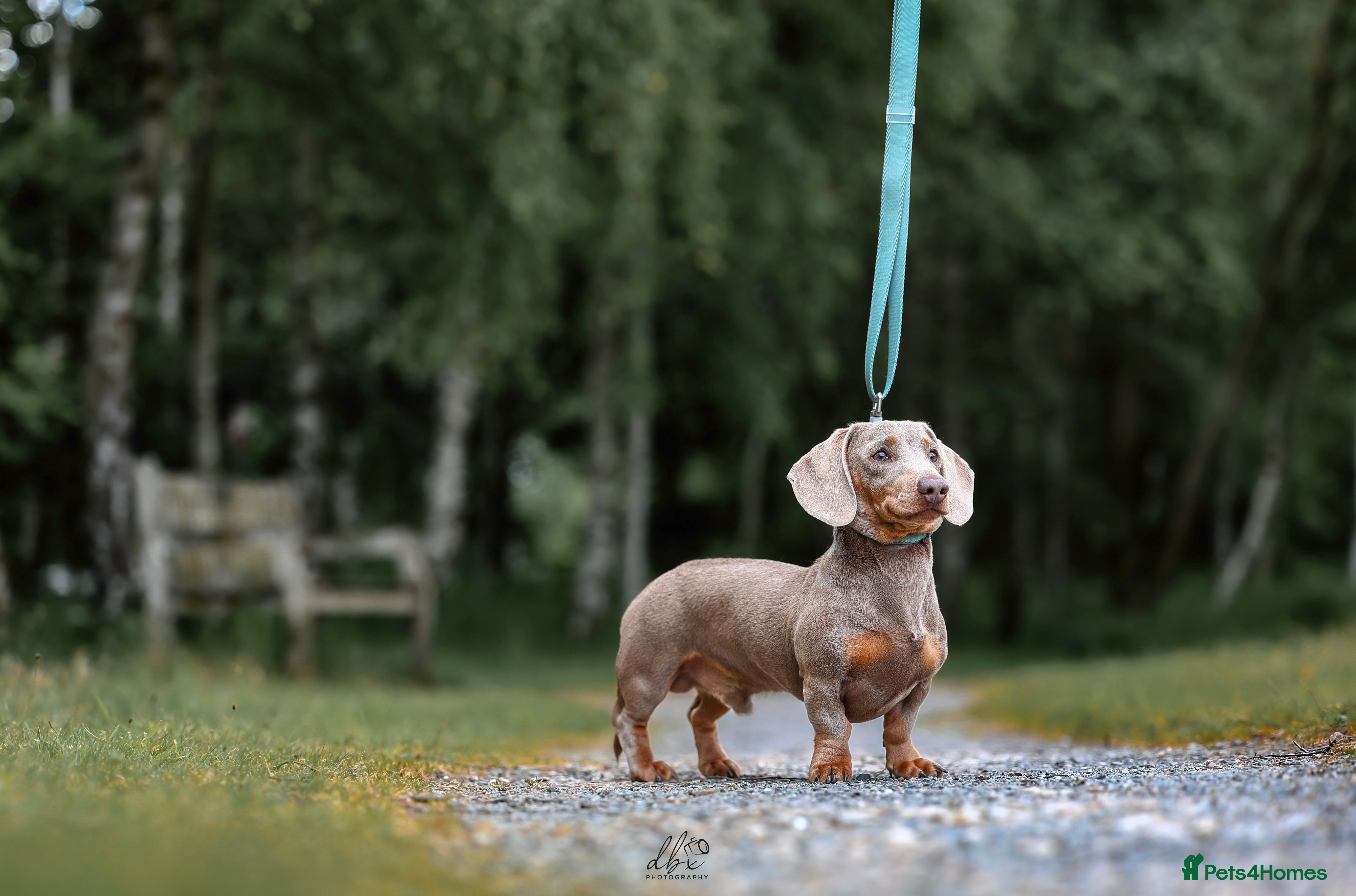 Miniature Dachshund dogs (STUD). Rupert long haired carrier.  in Bromsgrove - Advert 13