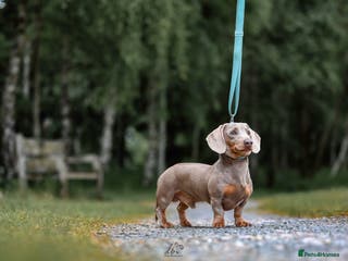 Miniature Dachshund dogs (STUD). Rupert long haired carrier. in Bromsgrove - Advert 7