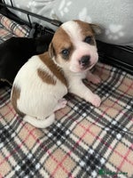 Mixed Breed dogs Jack chi puppies - Advert 12