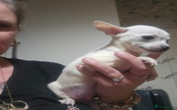 Chiweenie dogs for sale: Chihuahua cross dachshund puppy - Image 3