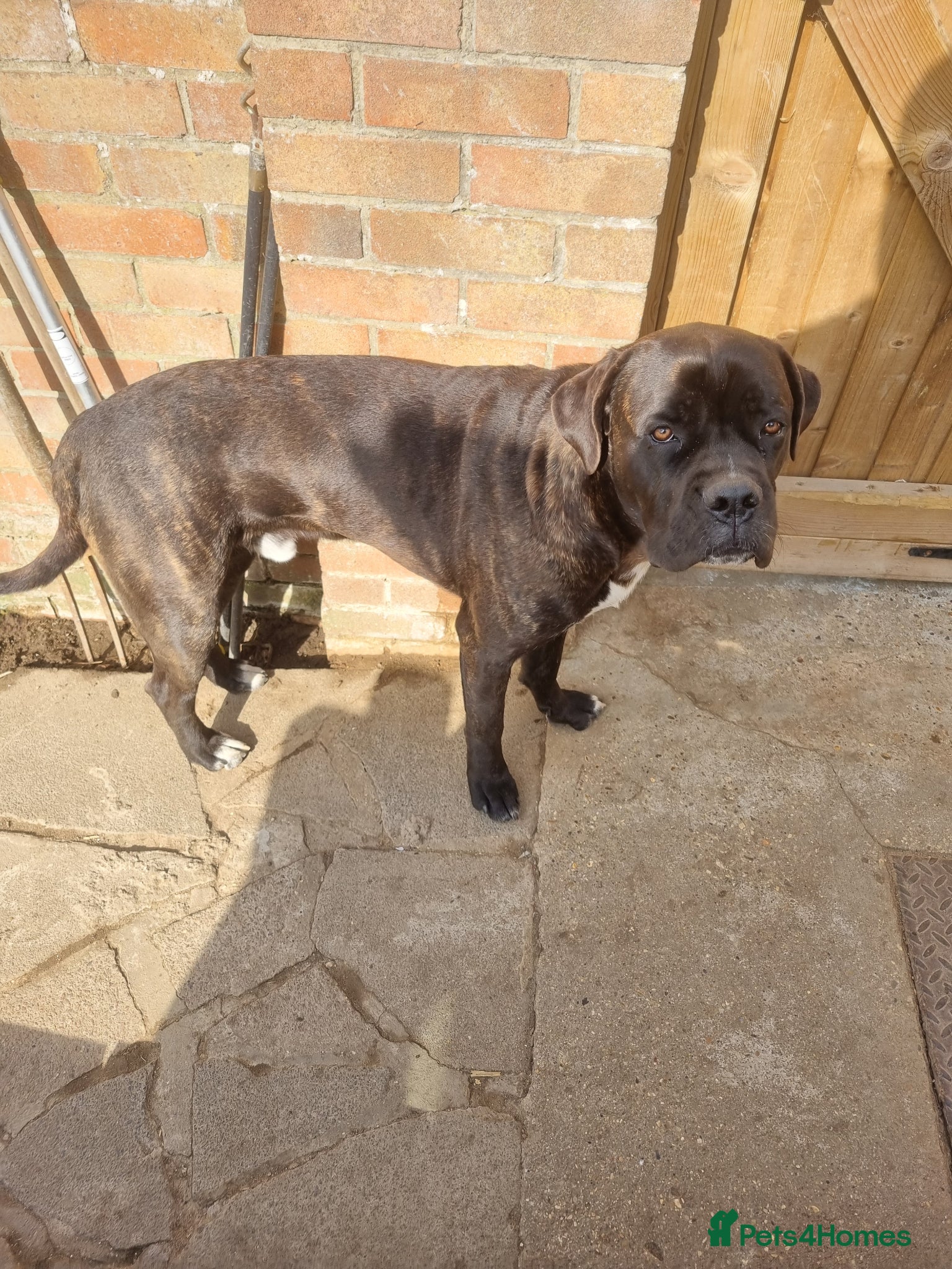 Cane Corso dogs Diesel  - Advert 10