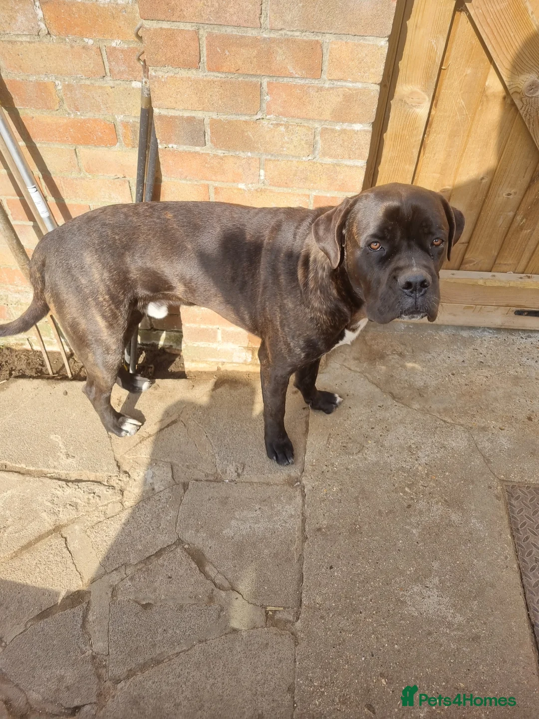 Cane Corso dogs for sale: Diesel  - Advert 1