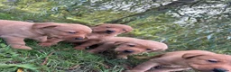 Labrador Retriever dogs for sale: KC Registered Fox Red Labrador Puppies  - Advert 6