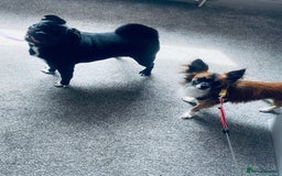Chug dogs for sale: Chug puppies - Image 9
