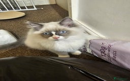 Ragdoll cats for sale: Ready now, 1 male and 3 female ragdoll kittens - Image 2