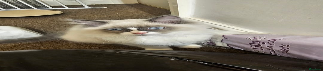 Ragdoll Kitten 1 pale pink