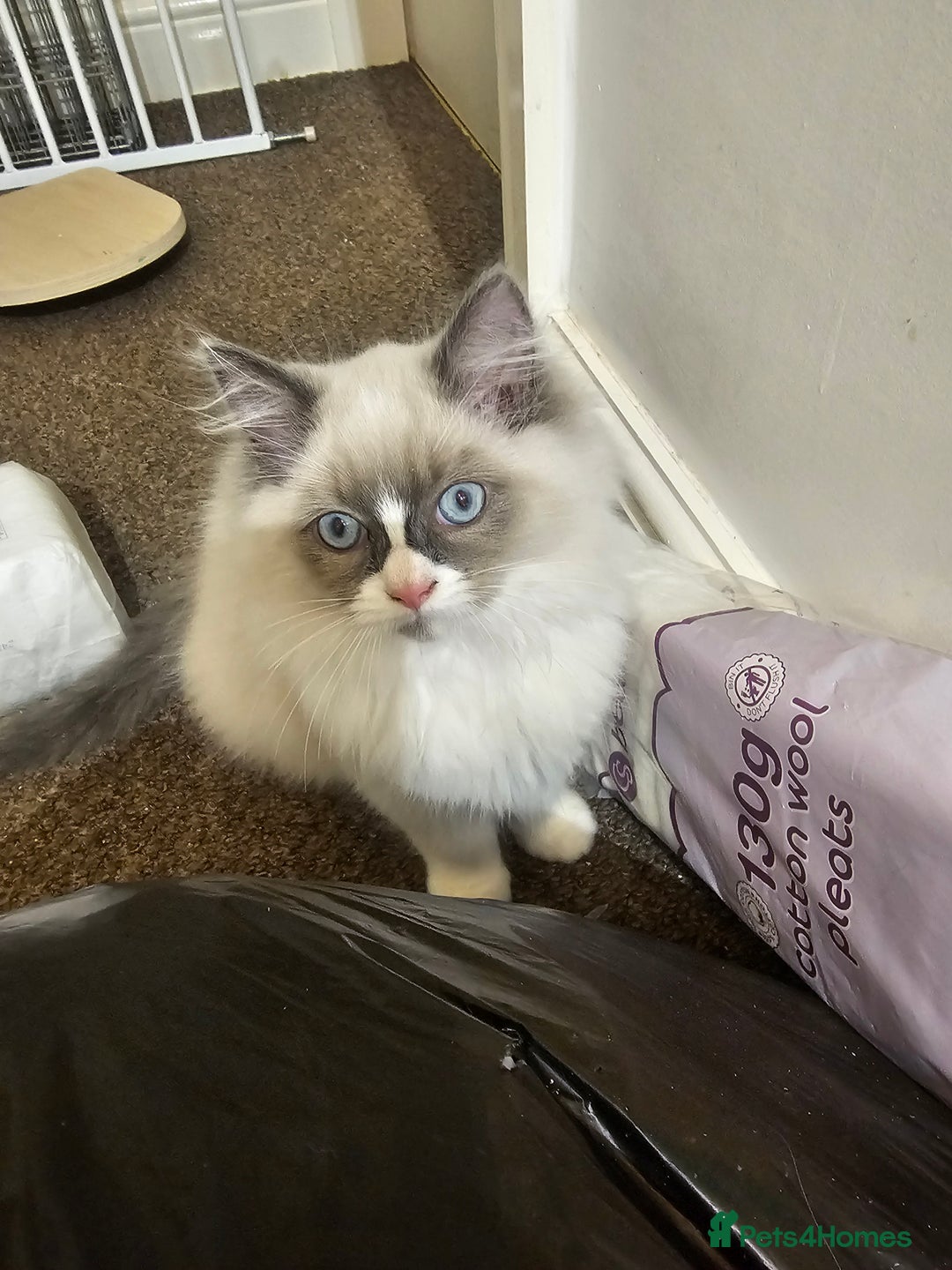 Ragdoll cats for sale: Ready now, 1 male and 3 female ragdoll kittens - Image 2