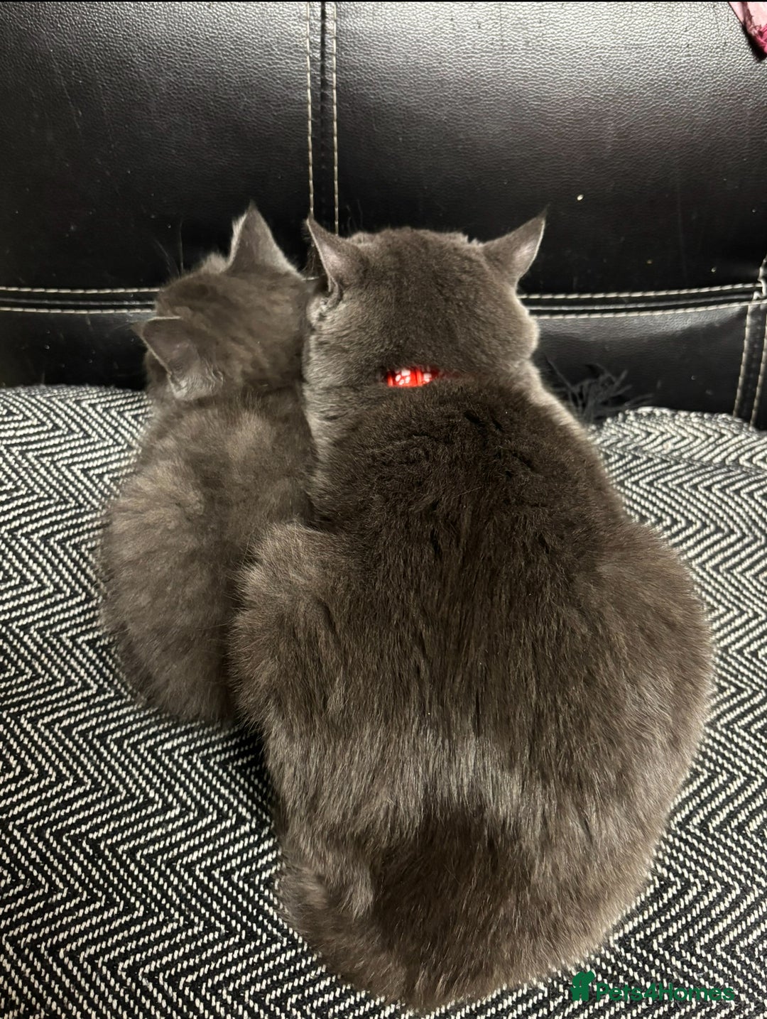 British Shorthair cats for sale: 2 british shorthair and ragdoll mix for sale!  - Image 2