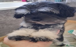 Mixed Breed dogs for sale:  Maltipoo Puppies – 4 Boys Ready to Reserve💙 - Image 2