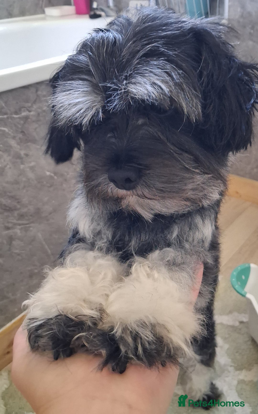 Mixed Breed dogs for sale:  Maltipoo Puppies – 4 Boys Ready to Reserve💙 - Image 2