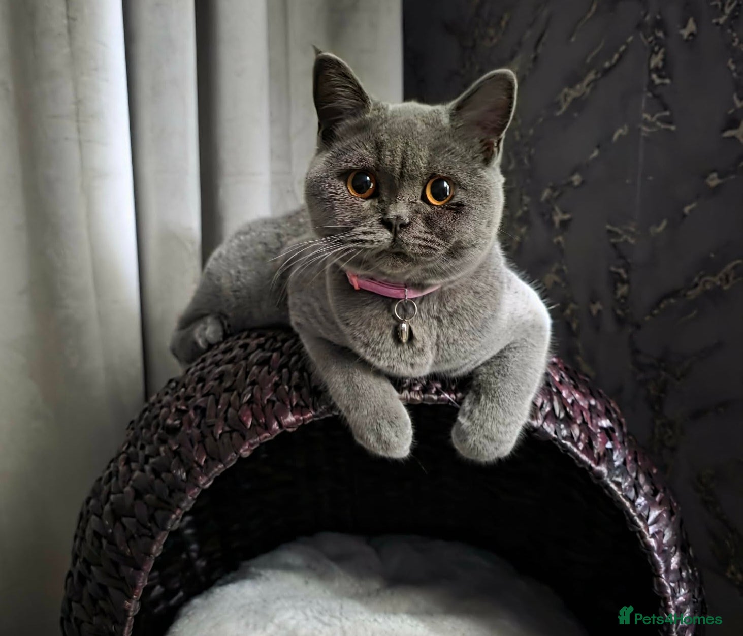 British Shorthair cats Adorable Chunky British Shorthair Kittens - Advert 1