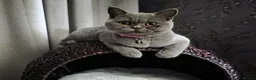 British Shorthair cats for sale: Adorable Chunky British Shorthair Kittens in Spalding - Advert 1