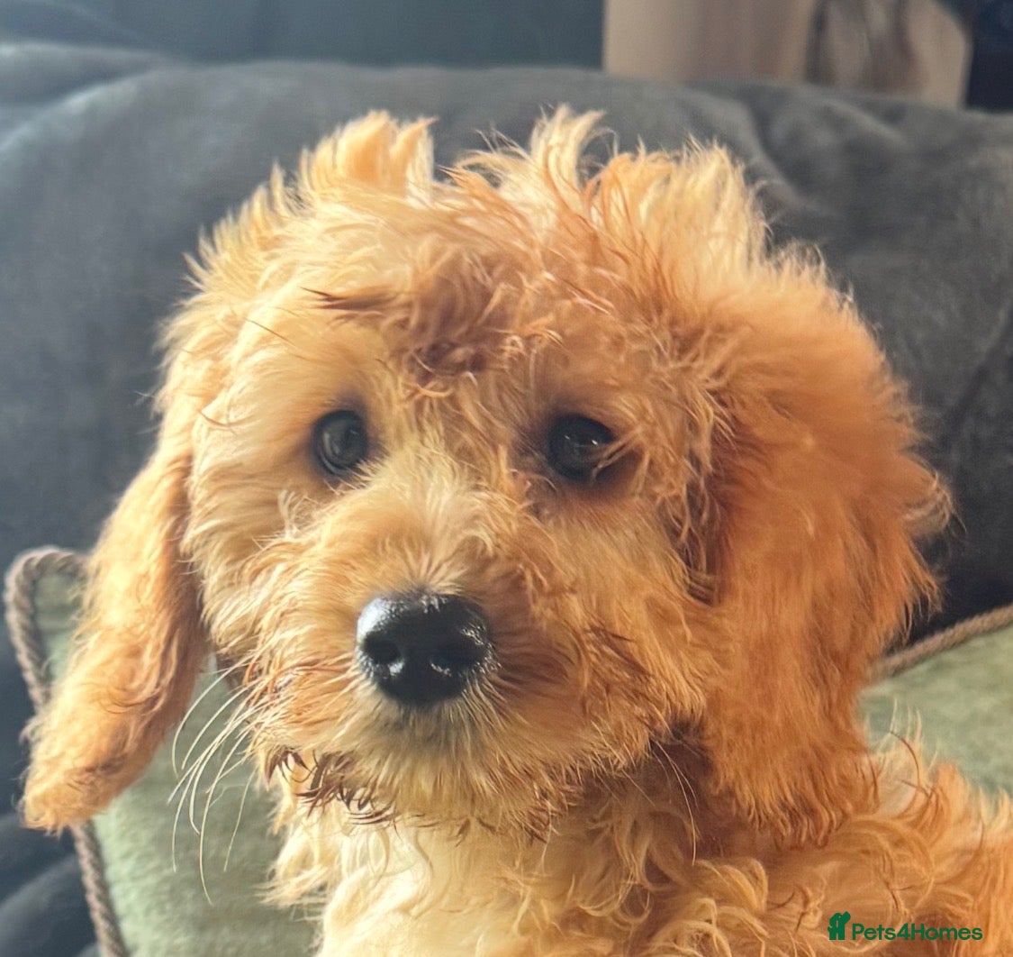 Cockapoo dogs Happy healthy absolutely gorgeous Cockapoo babies - Advert 1