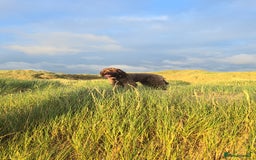 Labradoodle dogs for sale: Gorgeous Labradoodle Babies  - Image 15