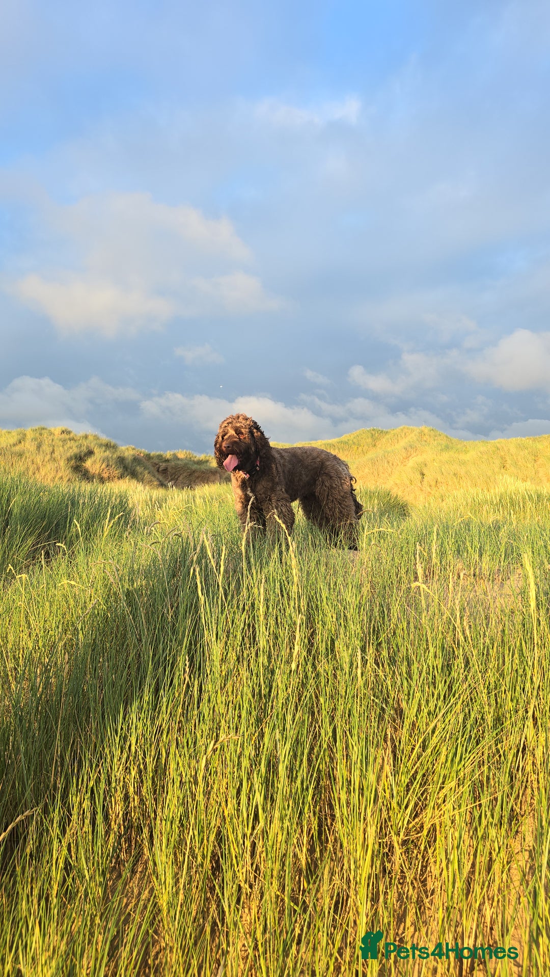 Labradoodle dogs for sale: Gorgeous Labradoodle Babies  - Image 15