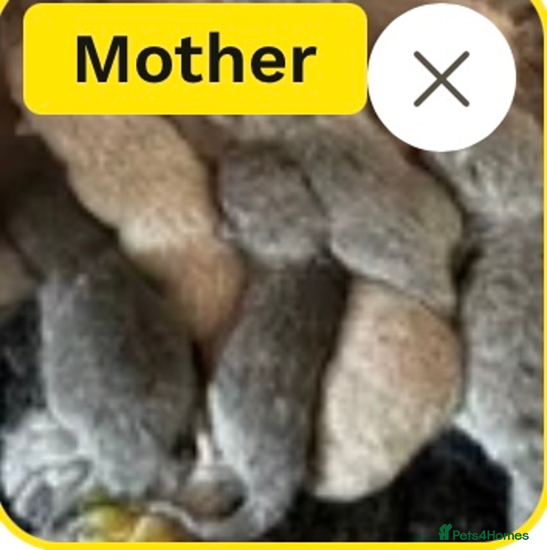 British Shorthair cats for sale: Fawn tortie girl  - Advert 5