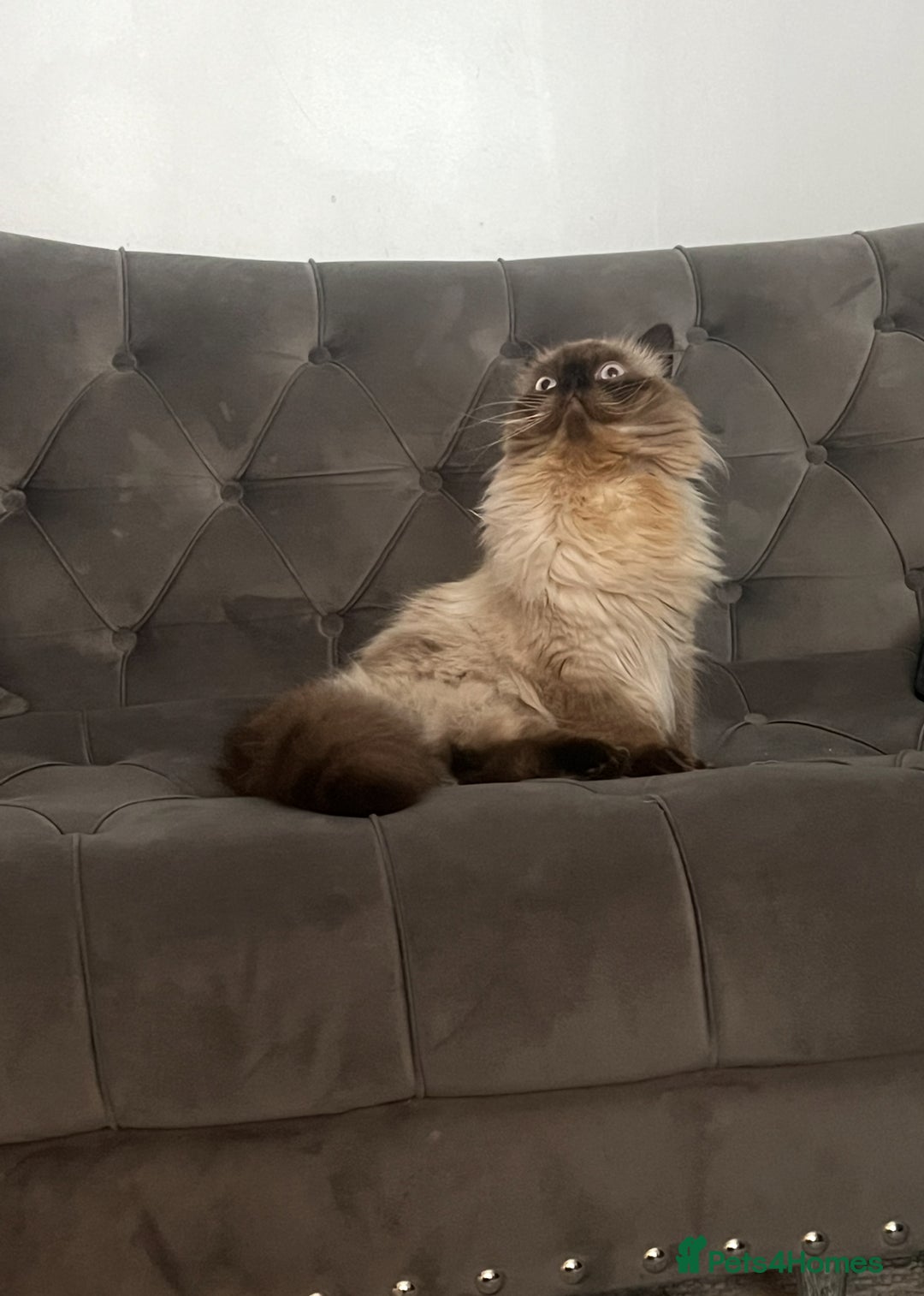 Persian cats for stud: PKD negative Himalayan Persian cat for stud only - Image 3