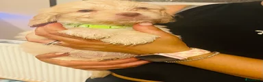 Cockapoo 5