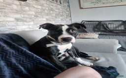 Mixed Breed dogs for sale: For sale  - Image 1