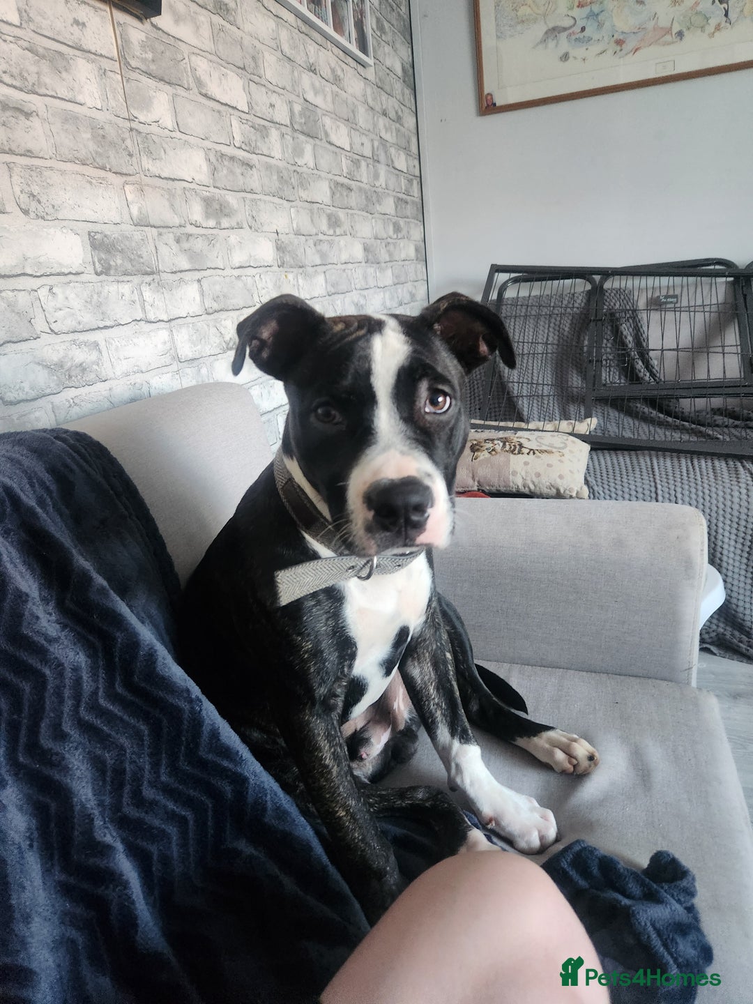 Mixed Breed dogs for sale: For sale  - Image 1