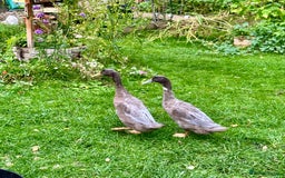 Ducks poultry for sale: 2 Blue Mix Runner Duck Drakes - Image 1