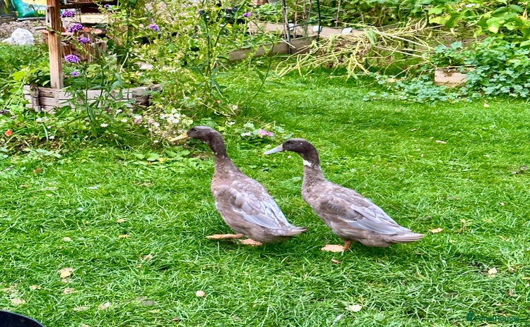 Ducks poultry - Advert 2