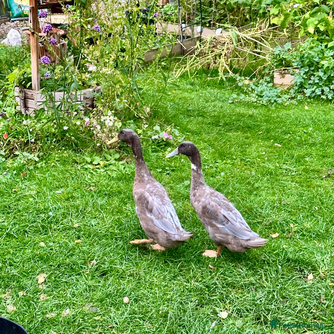 Ducks poultry for sale: 2 Blue Mix Runner Duck Drakes - Image 1