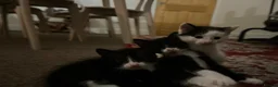 Mixed Breed cats for sale: My babies need forever homes  in Nottingham - Advert 4