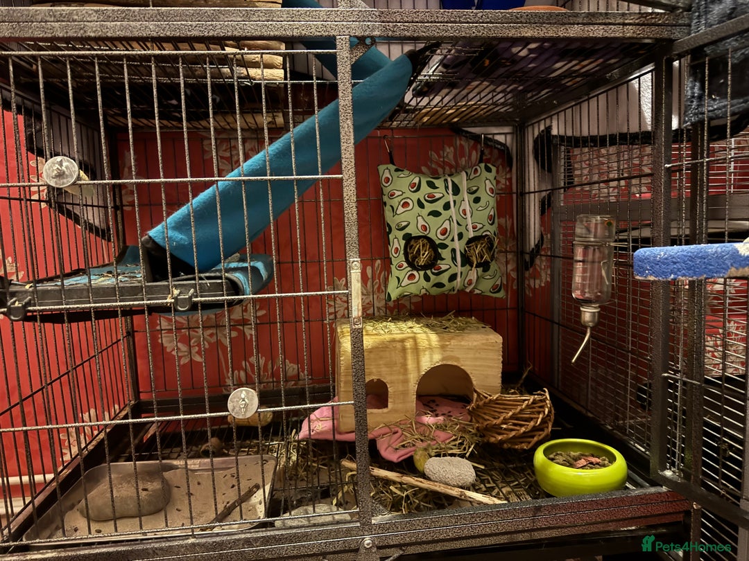 Chinchilla rodents for sale: Male chinchillas for sale (bonded  - Advert 3