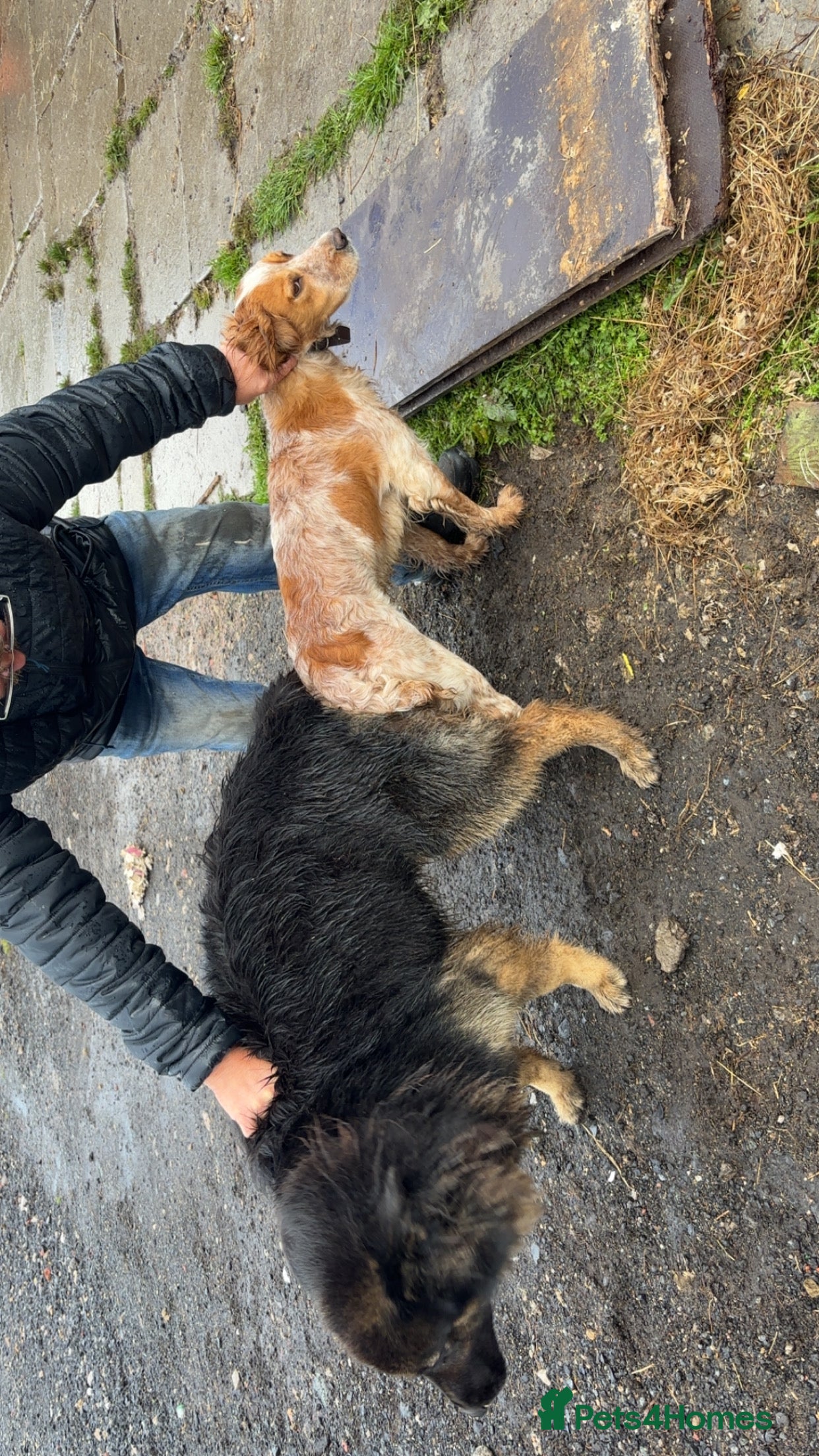 Mixed Breed dogs Gsd x cocker spaniel (hybrid) - Advert 5